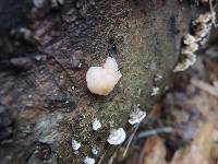 Tremella encephala image