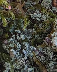 Cladonia parasitica image