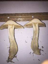 Agrocybe sororia image