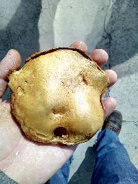 Suillus collinitus image