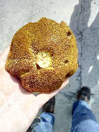 Suillus collinitus image