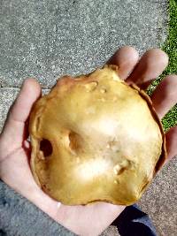 Suillus collinitus image