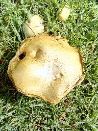 Suillus collinitus image