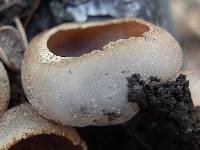 Geoscypha violacea image
