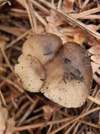 Lyophyllum anthracophilum image