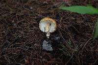 Zhuliangomyces ochraceoluteus image