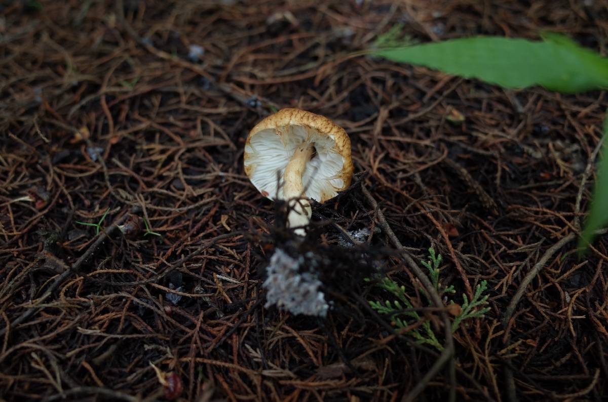 Zhuliangomyces image