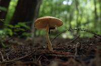 Zhuliangomyces ochraceoluteus image
