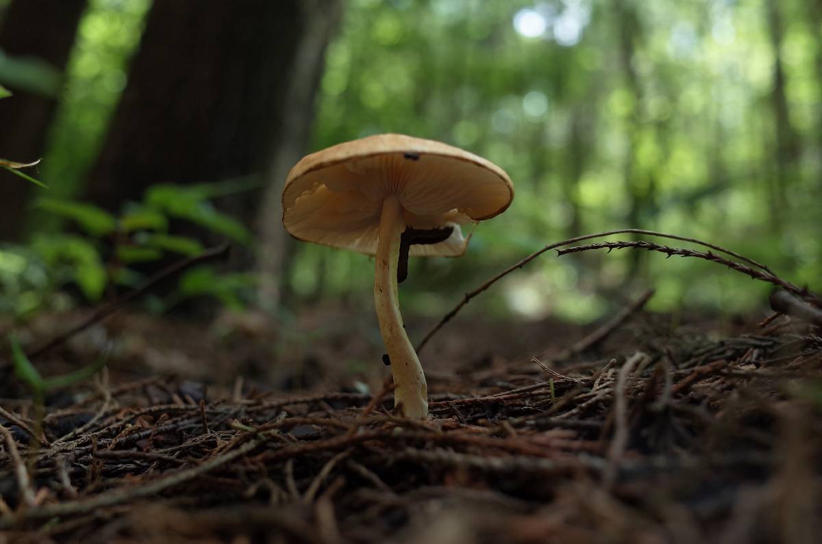 Zhuliangomyces ochraceoluteus image