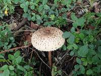 Macrolepiota colombiana image