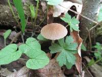 Psathyrella pseudovernalis image