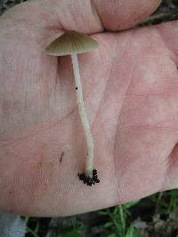 Psathyrella pseudovernalis image