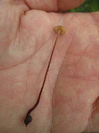 Rhizomarasmius pyrrhocephalus image