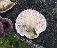 Panus conchatus image
