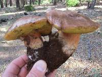 Boletus rex-veris image