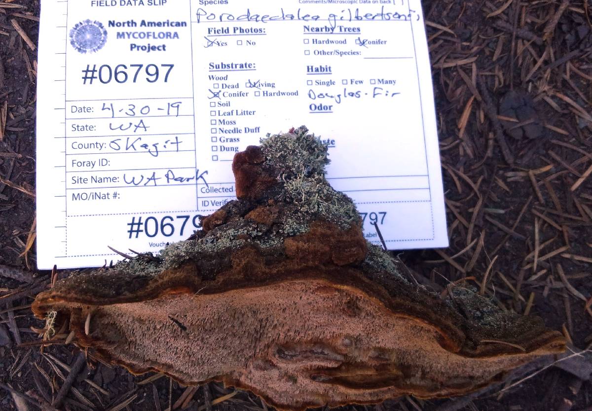 Phellinus gilbertsonii image