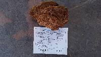 Phellinus gilbertsonii image