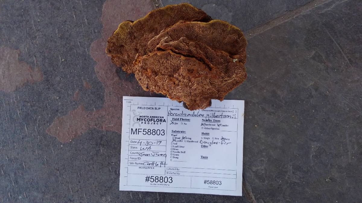 Phellinus gilbertsonii image