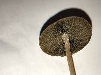 Panaeolus cinctulus image