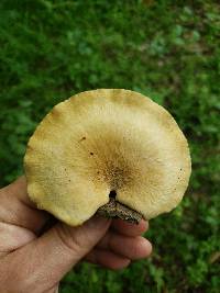 Polyporus craterellus image