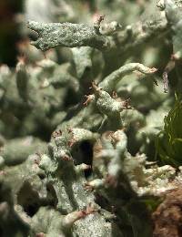 Image of Cladonia dimorphoclada