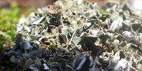 Cladonia chlorophaea image