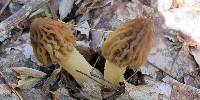 Morchella punctipes image