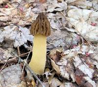 Morchella punctipes image