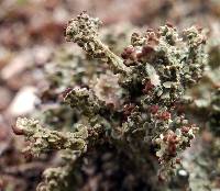 Cladonia subcariosa image