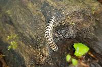 Arthrophaga myriapodina image