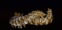 Arthrophaga myriapodina image