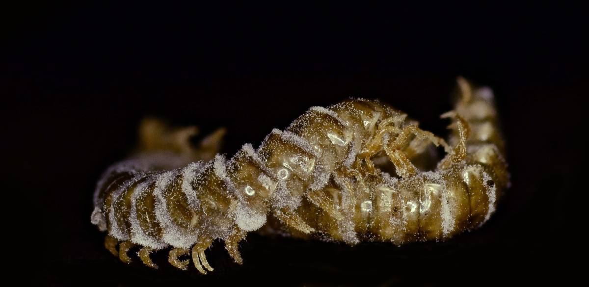 Arthrophaga image