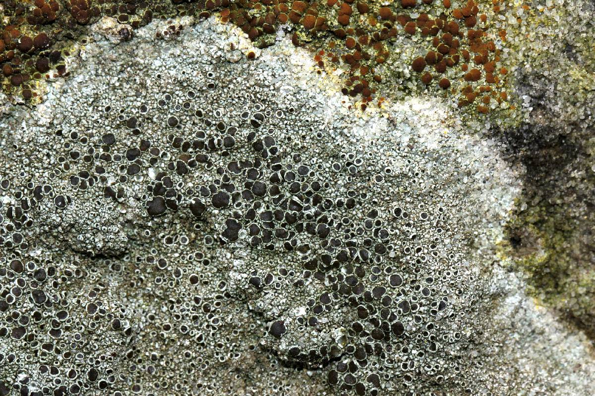 Lecanora argentea image