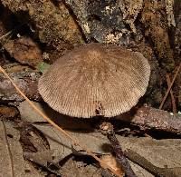 Pluteus longistriatus image