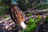 Morchella brunnea image