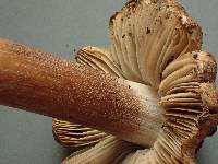 Inocybe amblyospora image