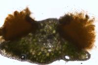 Chrysomyxa weirii image