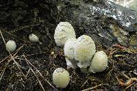 Coprinopsis variegata image