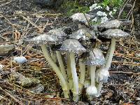 Coprinopsis variegata image