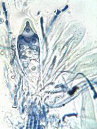 Caloplaca aurantia image