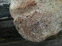 Trametes gibbosa image