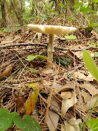 Amanita brunnescens image