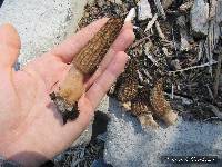 Morchella importuna image