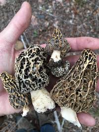 Morchella americana image