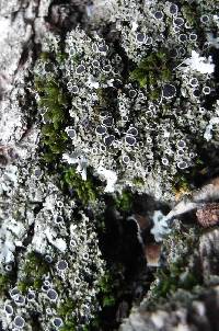 Phaeophyscia hirsuta image