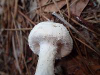 Amanita longipes image