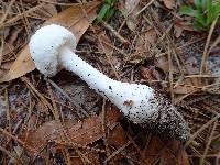 Amanita longipes image