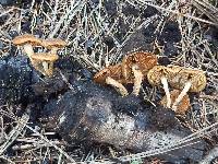 Pholiota highlandensis image