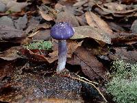 Cortinarius iodes image