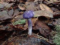 Cortinarius iodes image